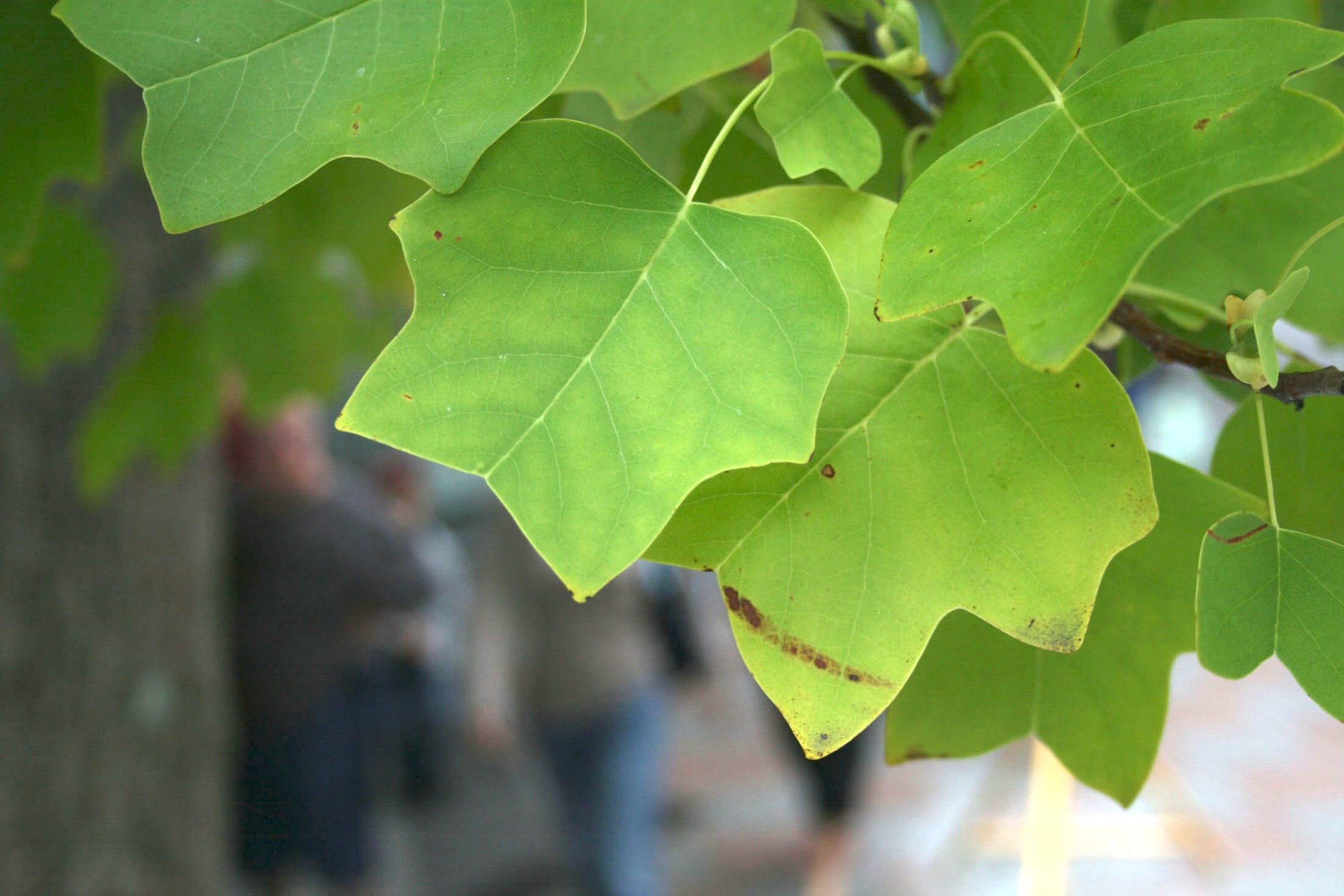 Leaves close up